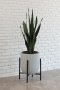 Sansevieria in grey pot with metal stand