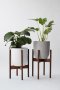 calathea in white plant pot with wood stand