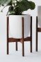 calathea in white plant pot with wood stand