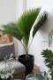 indoor big fan palm in black plant pot