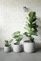 houseplant in grey plant pot 