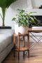 philodendron in beige plant pot with wood stand