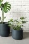 houseplant in minimal lightweight black plant pot 