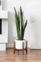 sansevieria in white plant pot wood stand