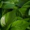 Wild Betel