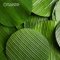 Banana Leaf (Round / Square)