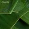 Banana Leaf (Round / Square)