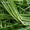 Garlic Chives
