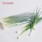 Spring Onion