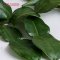 Lime Leaves