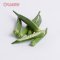 Okra