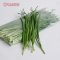 Garlic Chives