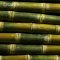 Sugar Cane