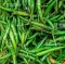 Chilli (Hot green)