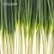 Spring Onion