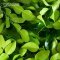 Lime Leaves