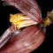 Banana Flower