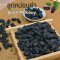 ลูกหม่อนดำ 250 500 กรัม มัลเบอร์รี่อบแห้ง ลูกหม่อนอบแห้ง Dried Black Mulberry Hei Sang Shen Gan 黑桑葚干 ชาลูกหม่อนดำ