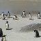 ทัวร์ออสเตเลีย : Penguin parade and Long nosed monkey เมลเบิร์น บรูไน 6DAYS 4NIGHTS (BI)