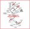 Diagram[ยูชอาร์มหลังบูชคานหลังสำหรับมิตซูบิชิแลนเซอร์ซีเดีย