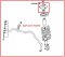 Diagramสำหรับมิตซูแลนเซอร์ซีเค