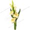 Gladiolus