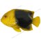 Angelfish