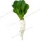 White Radish