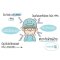 [Buy 1 Get 1 FREE] / EXP : 01092027 หน้ากากอนามัยเคนโกะ สำหรับเด็กเล็ก บรรจุ 6 ชิ้น (KENKOU BABY FACE MASK) (2-6 ขวบ)