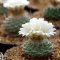 Strombocactus disciformis seeds