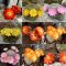 Rebutia seed mix