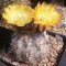 Acanthocalycium glaucum WR872