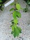 Hoya Callistophylla Short Leaves