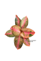 Aglaonema