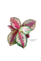 Aglaonema