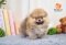 Ch1246 น้องปอม เพศเมีย สีส้ม เกรดท็อป