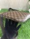Louis Vuitton Damier Ebene Pochette Bosphore