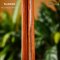 Nologo กีตาร์โปร่ง All Solid Guitars | DC150