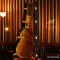 Maton - EBG808TE Tommy Emmanuel