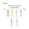 Haakaa แปรงสีฟันซิลิโคน 360° Silicone Toothbrush