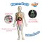 Buki France Human Body รุ่น 2163 ชุดของเล่นวิทยาศาสตร์โมเดลร่างกายมนุษย์ พร้อมอวัยวะนุ่มและโครงกระดูกเรืองแสงในที่มืด
