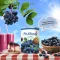 FRUTTOSE BLUEBERRY FILLING & TOPPING JAM 60%