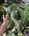 Alocasia longiloba variegated