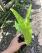 Alocasia longiloba variegated