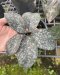 Amorphophallus allenii