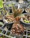 Amorphophallus atroviridis variegated