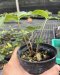 Amorphophallus myosuroides Silver strip