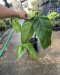 Anthurium mooneii