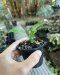 Anthurium wendlingeri (Jay Vannini Clone)
