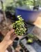 Ficus sp. variegated from Japan